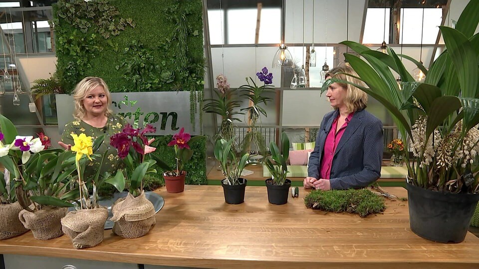 Japanischer Dekotrend Eine Kokedama mit CattleyaOrchideen binden MDR.DE