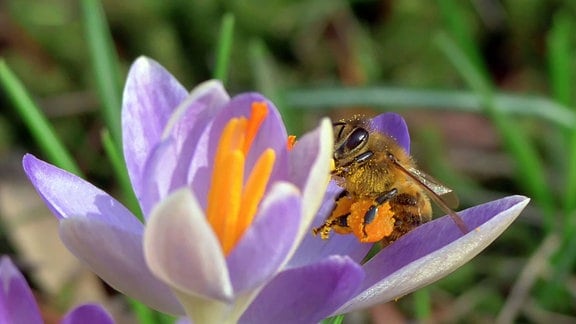 Biene auf einer Krokusblüte
