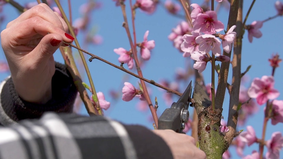 Einen Pfirsichbaum richtig schneiden | MDR.DE