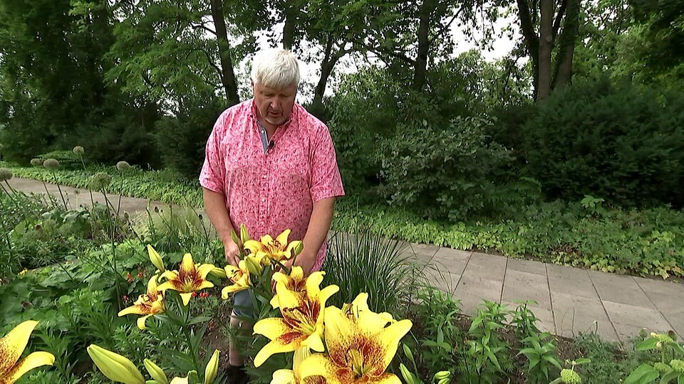 Lilien wunderbare Sortenvielfalt MDR.DE