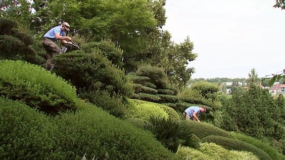 Bastian Michelsson und ein Kollege beim Azaleenschnit im Japanischen Garten