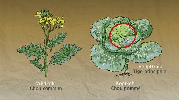 Eine Grafik zeigt Kohlpflanzen.