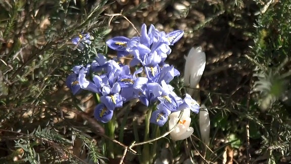 Blau blühende Netzblatt-Iris