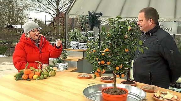 Andreas Petzold i, Gespräch zur Citrusfrücht-Pflege 