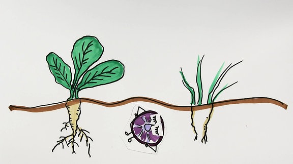 Ein gebasteltes Bild zeigt Kohlpflanzen und ein Bakterium