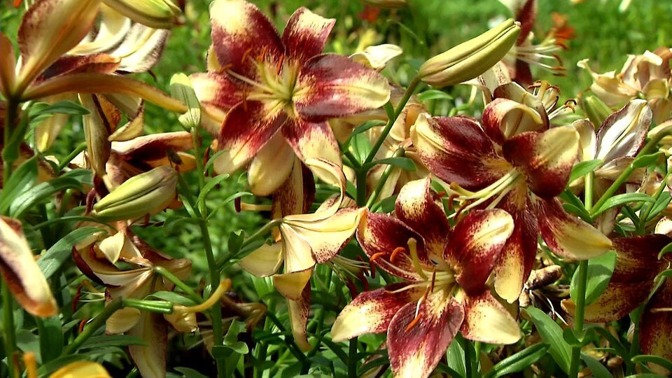 Sortenvielfalt 800 verschiedene Lilien MDR.DE