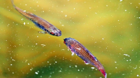 Zwei Fische in einem Teich