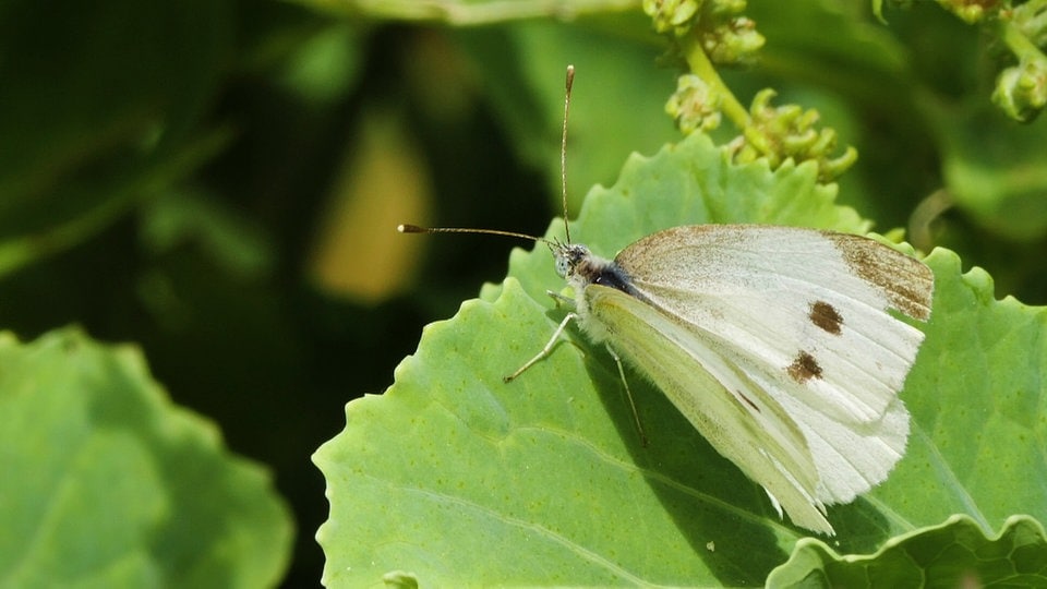 Den gefräßigen Kohlweißling aus dem Garten vertreiben MDR.DE