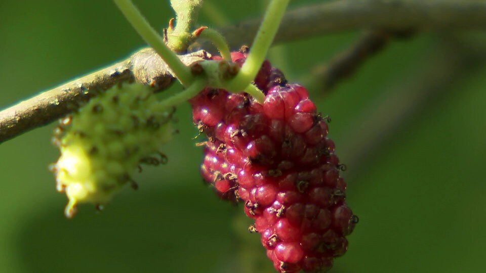 So schmecken Maulbeeren besonders gut MDR.DE