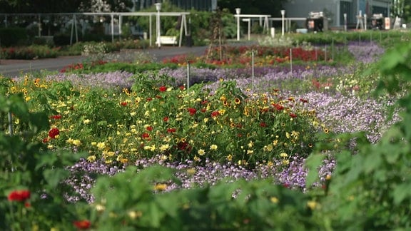 Blumenbeete in einem Garten