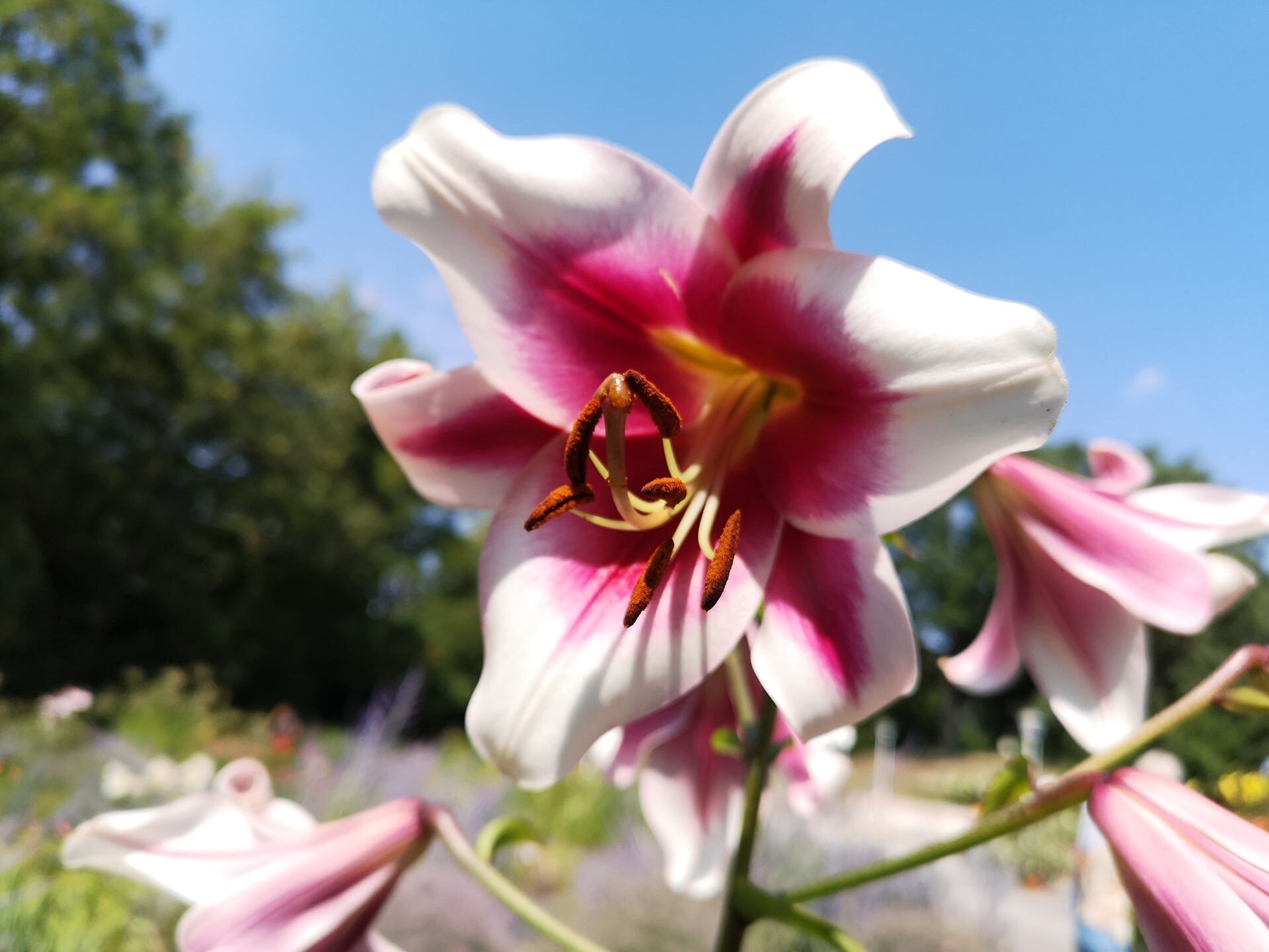 Lilien Die elegante Blume MDR.DE