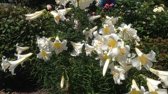 Weiße Lilienblüten