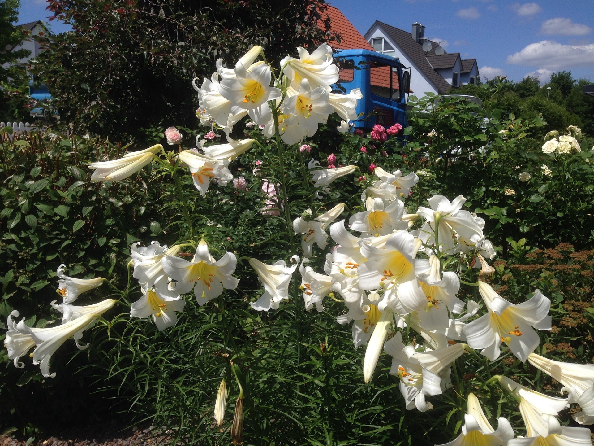 Lilien Die elegante Blume MDR.DE