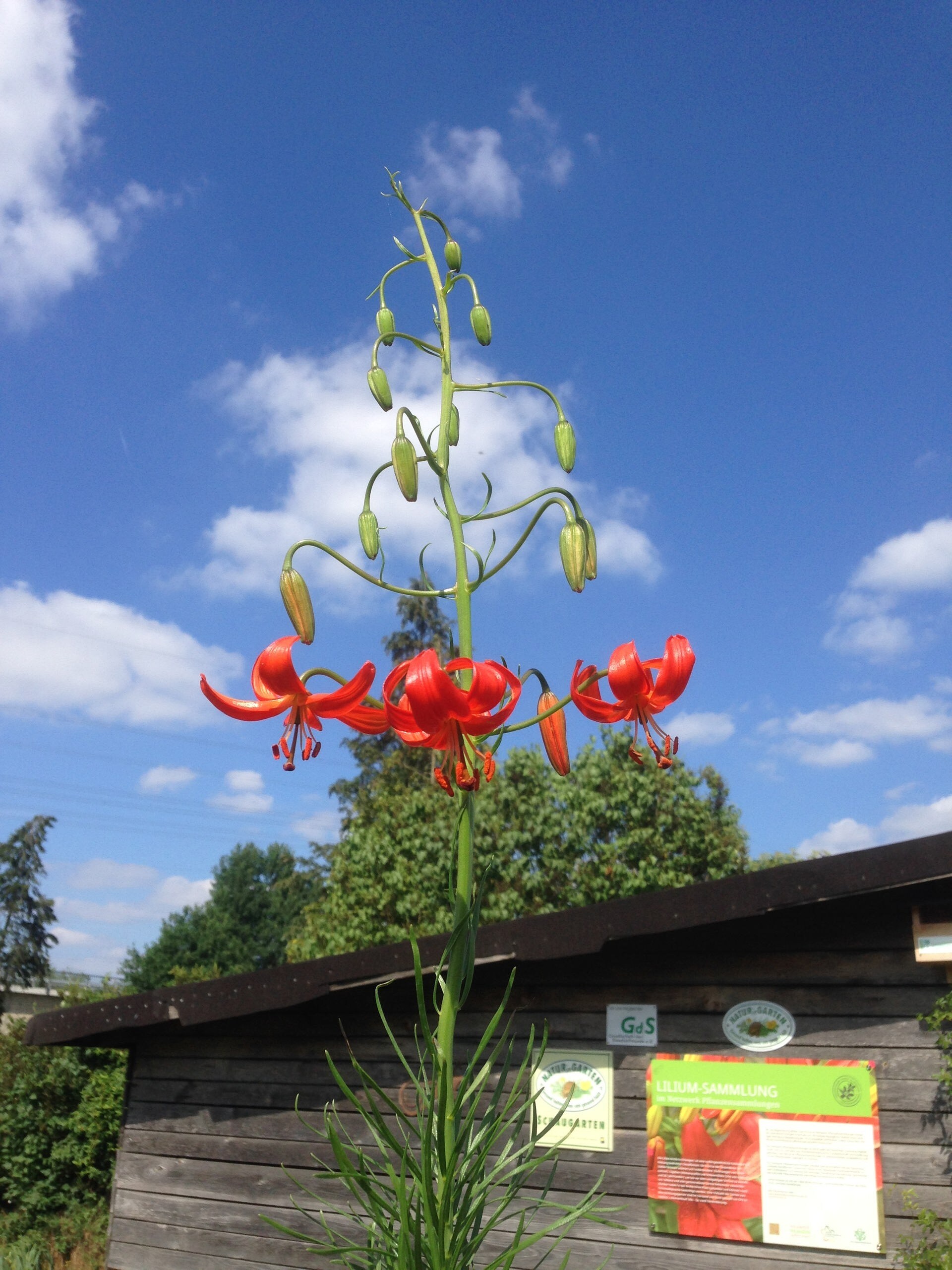 Lilien Die elegante Blume MDR.DE