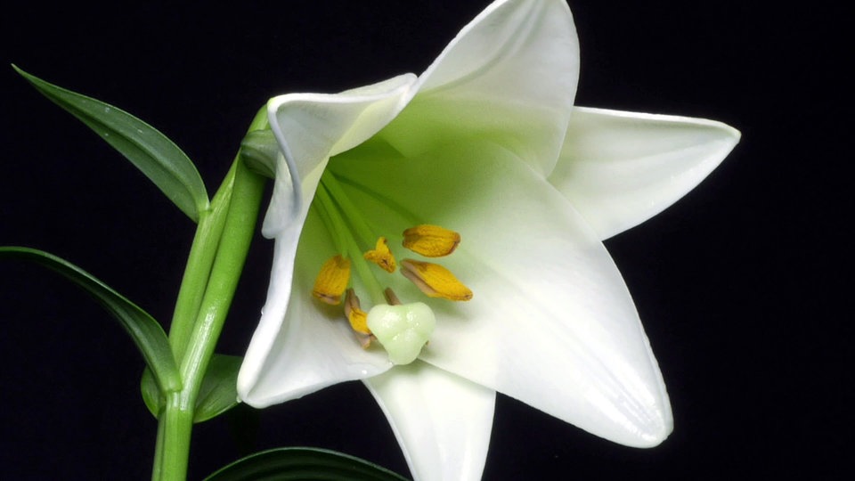 So schön erblühen Lilien