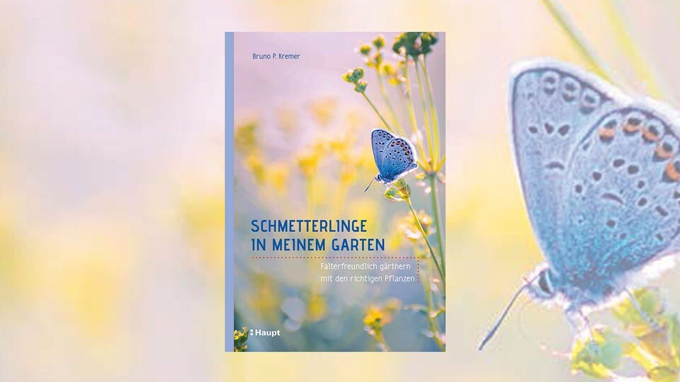 Buch des Monats "Schmetterlinge in meinem Garten" von Bruno P. Kremer