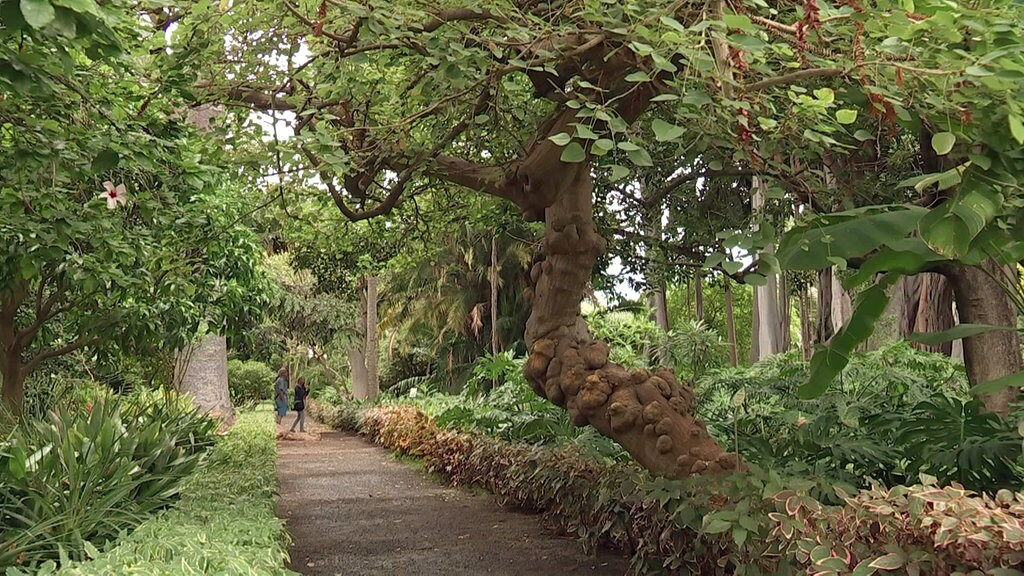 Der Botanische Garten Von Puerto De La Cruz Mdr De