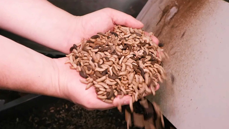 Dünger aus Insektenkot MDR.DE