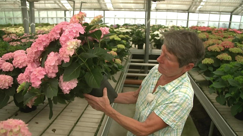 Hortensien aus Sachsen MDR.DE