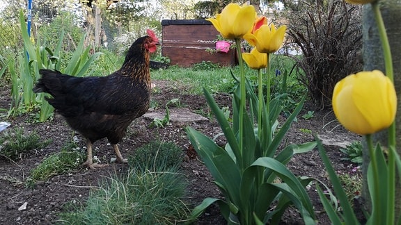Huhn vor Hochbeet im Garten mit Tulpen