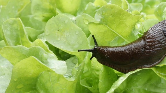 Eine Nacktschnecke sitzt auf einem Salatblatt