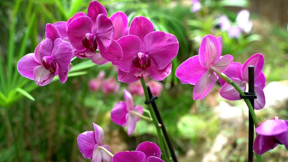Der Orchideengarten Sitio Litre MDR.DE