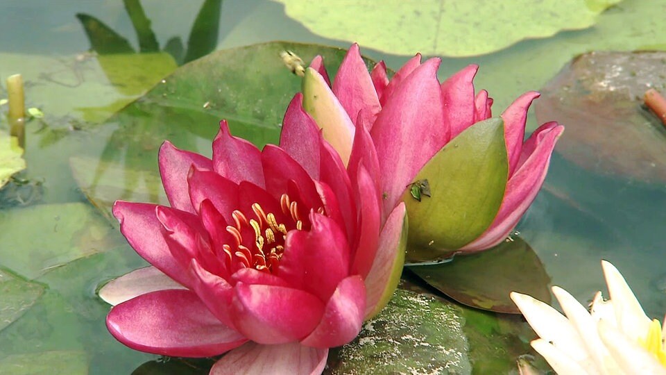 Wie pflegt man die Seerose? Wie pflegt man die Seerose?