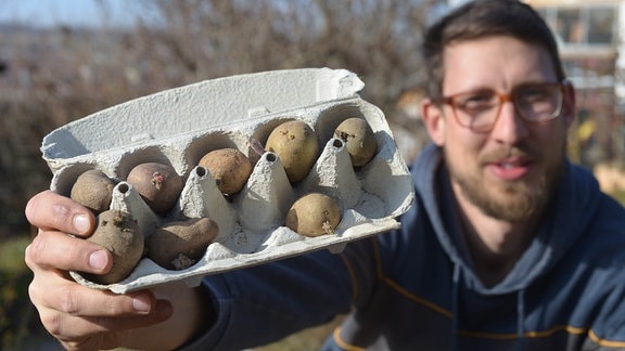 Mann zeigt Kartoffeln, die in einem Eierkarton vortreiben.