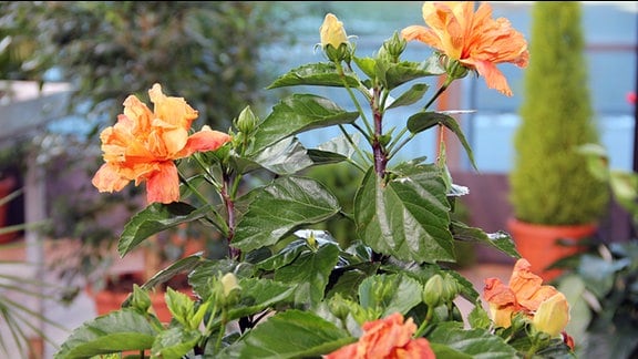 Hibiskusstrauch mit orangenen Blüten