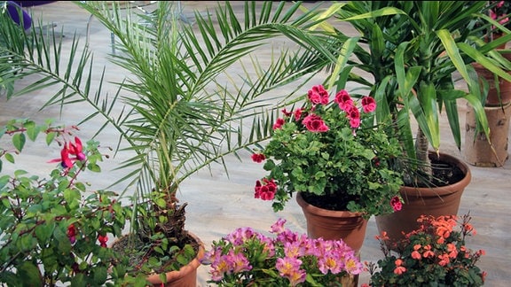 Verschiedene Kübelpflanzen stehen auf dem Fußboden, eine Palme, Palargonien