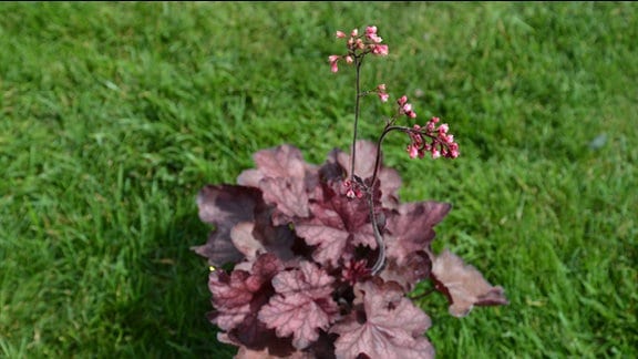 Heuchera Fire Chief