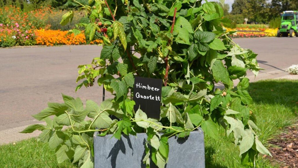 Sommer Und Herbst Himbeeren Pflege Anbau Empfehlenswerte Sorten Mdr De