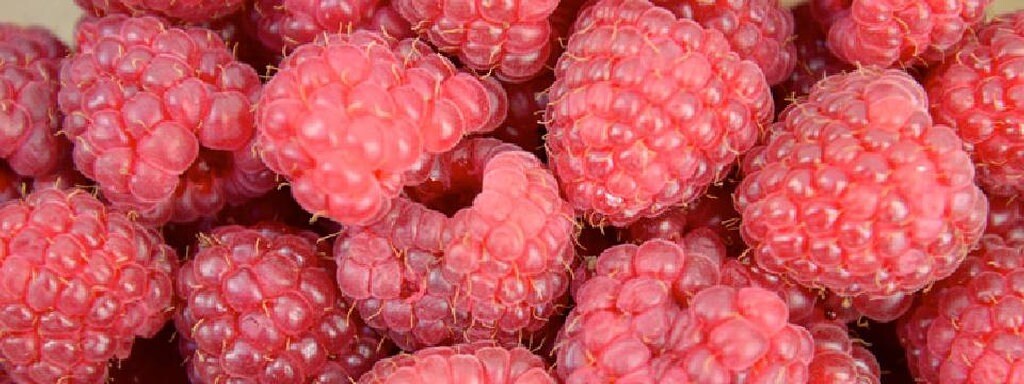 Sommer Und Herbst Himbeeren Pflege Anbau Empfehlenswerte Sorten Mdr De