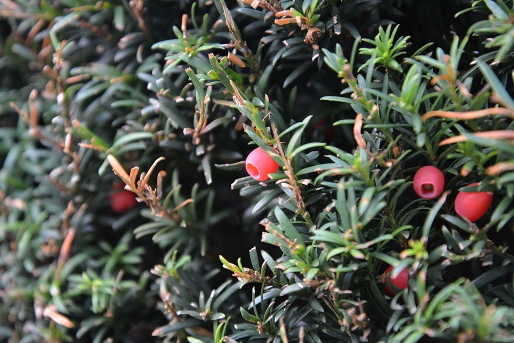 Giftige Pflanzen im Garten Vorsicht bei diesen Arten MDR.DE