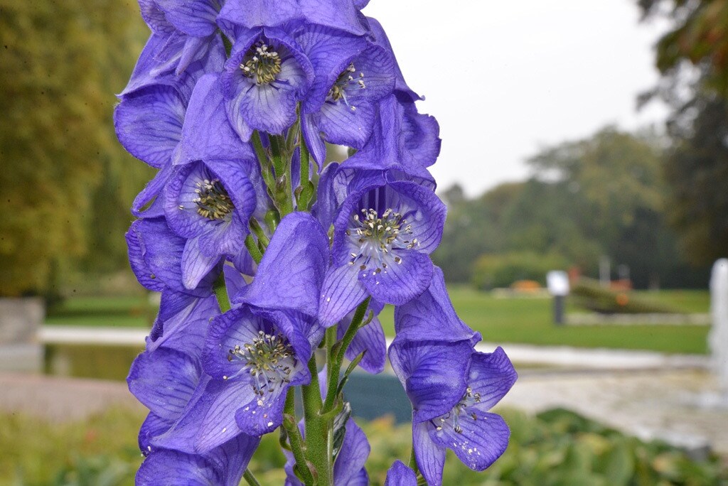 Giftige Pflanzen im Garten Vorsicht bei diesen Arten MDR.DE