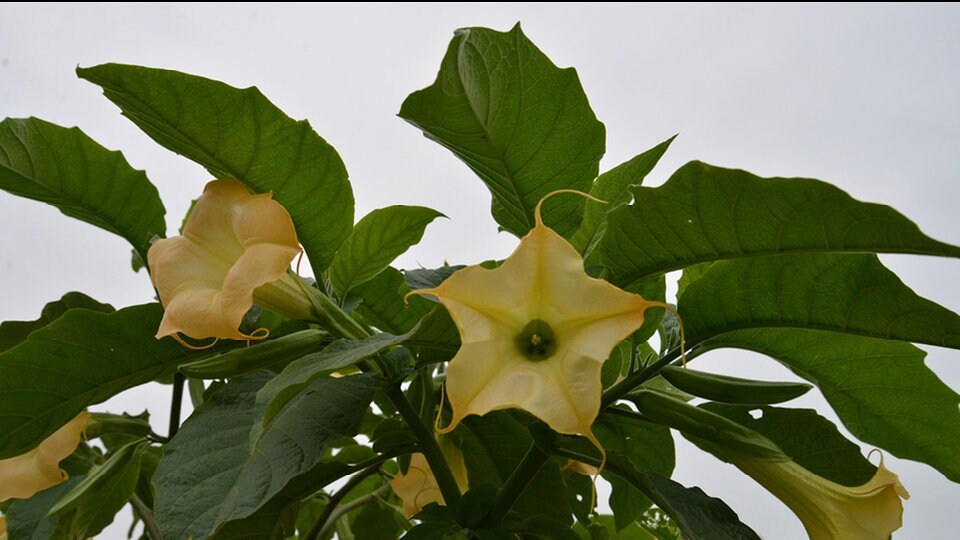 Giftige Pflanzen im Garten Vorsicht bei diesen Arten MDR.DE