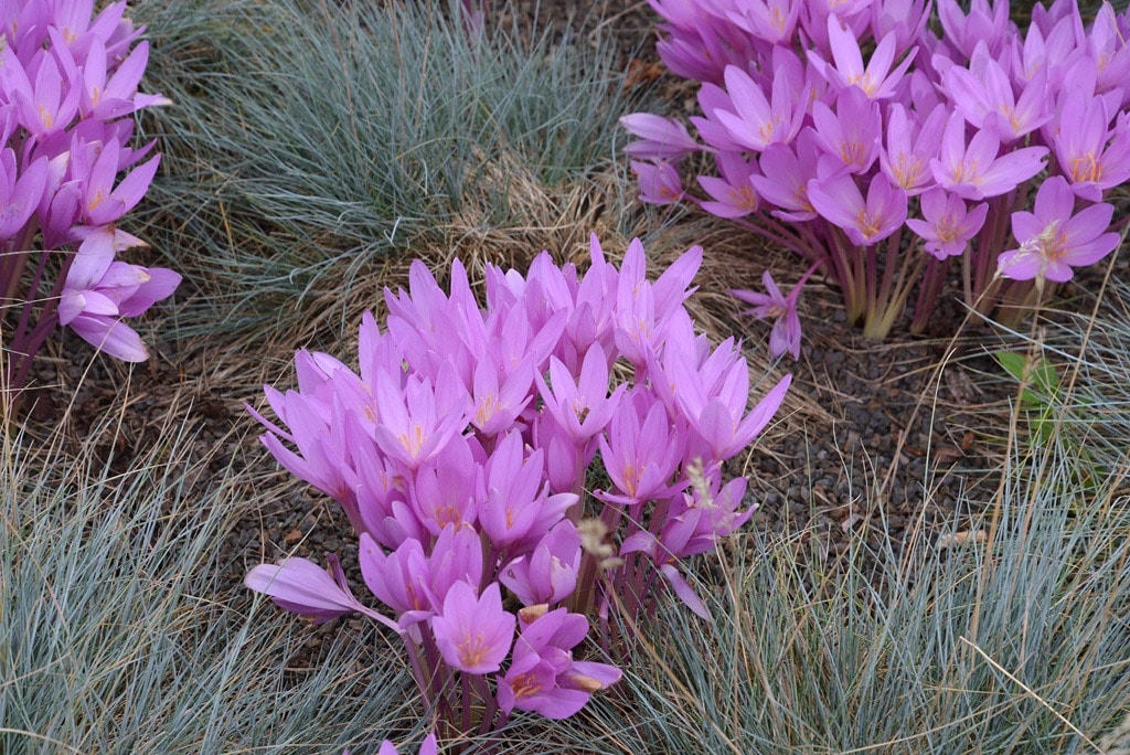 Giftige Pflanzen im Garten Vorsicht bei diesen Arten MDR.DE