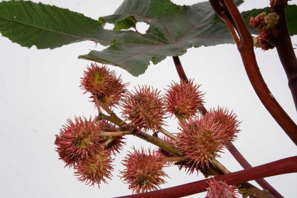 Giftige Pflanzen im Garten Vorsicht bei diesen Arten MDR.DE