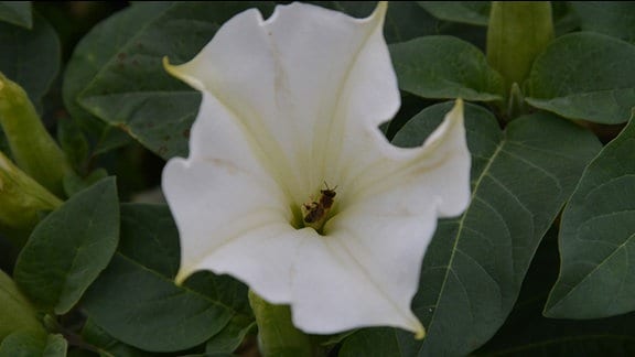 weiße Blüten des Stechapfels
