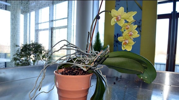 Gelbe Orchidee mit vielen Luftwurzeln