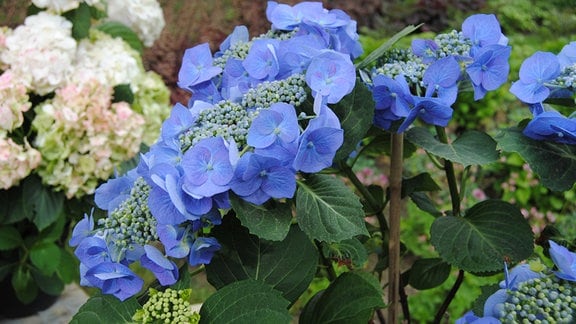 Blau gefärbte, entfernt an Teller erinnernde Blüten einer Hortensie