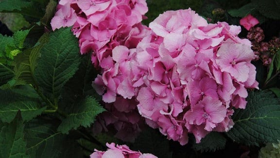 Hortensie mit ballförmigen, rosa gefärbten Blüten