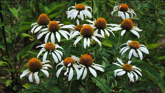 Weiß blühende Sonnenhut-Pflanzen
