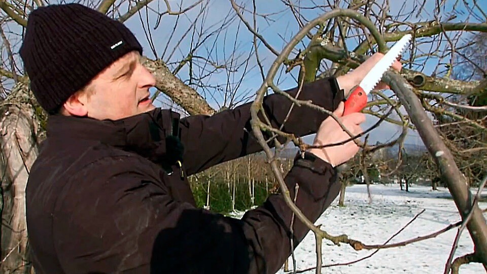 Gartenarbeit Diese Gehölze werden im Winter geschnitten MDR.DE
