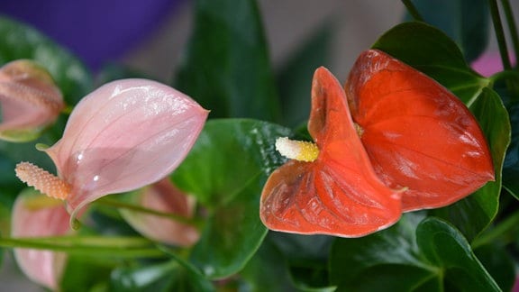 rosarote und rote Hochblätter zweier Anthurien 