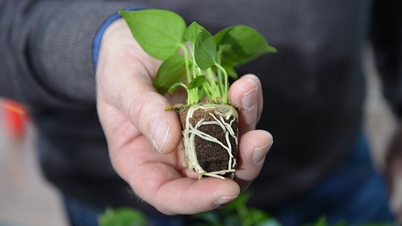 eine Hand hält eine Anthurien-Jungpflanze 