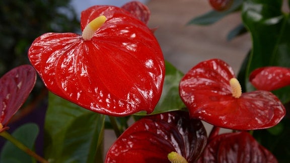 Anthurienpflanze mit kräftigen, glänzenden, roten Hochblättern 
