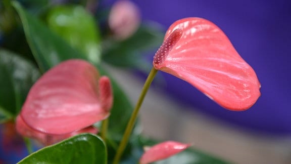 Anthurienpflanze mit kräftigen, glänzenden, rosaroten Hochblättern 