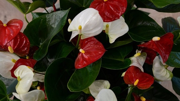 zwei Anthurienpflanzen mit roten und weißen Hochblättern wachsen in einem Topf 