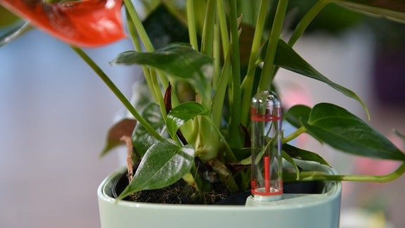 An einem Glasröhrchen in einem Blumentopf kann man den Wasserstand ablesen 